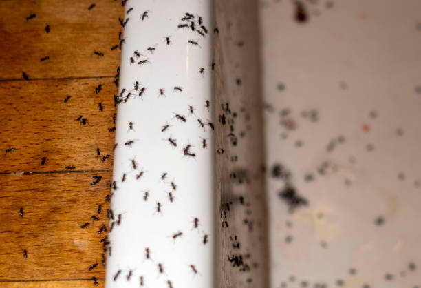 Best Flea Control Services  in Mledgevle, IL