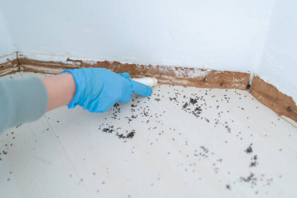 Best Affordable Pest Control Services  in Mledgevle, IL